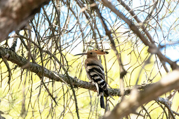 Abubilla común (Upupa epops) entre las ramas del pino