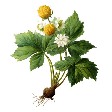 Goldenseal, watercolor painting, vector illustration, isolated on a white background.
