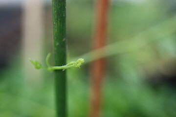 Gynostemma pentaphyllum Ziele życia Jiaogulan © Perovskia
