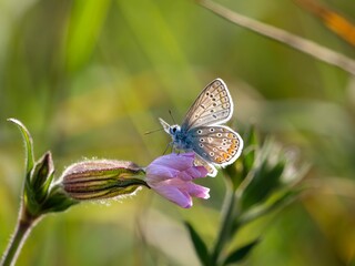 Bläuling in der Blumenwiese auf einer Blüte