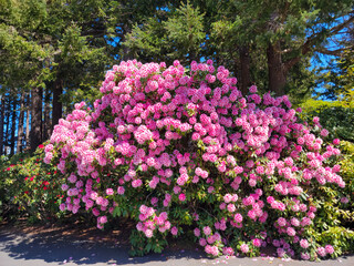 Vibrant Pink Rhododendron Blossoms Against Towering Pines