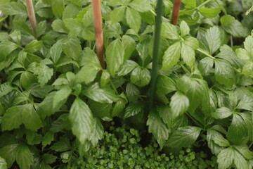 Gynostemma pentaphyllum Ziele życia Jiaogulan © Perovskia