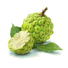 A watercolor painting of Custard Apple, vector illustration on white background.