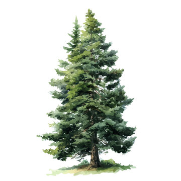 A watercolor painting of Douglas Fir Tree, vector illustration on white background.