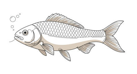Detailed line art of a carp with scales and fins on a white background