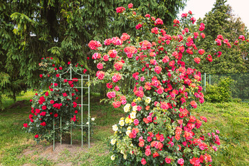 A beautiful arch of pink and red rose bushes at the gate in a rose © Ivamedia