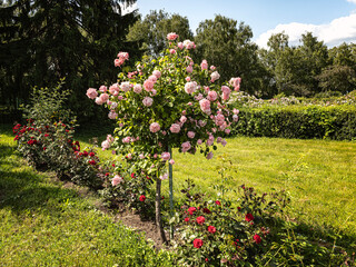 Tall bush of pink roses against a background of red rose flowers in a rose garden © Ivamedia