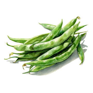 Watercolor vector illustration of Green Beans, isolated on white background.