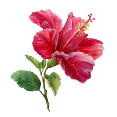 Hibiscus Flower, watercolor painting, vector illustration, isolated on a white background.