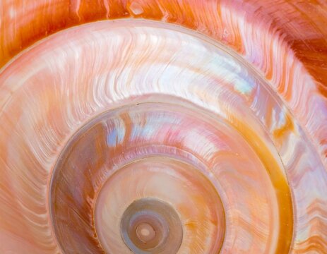 Close-up spiral shell, vibrant colors
