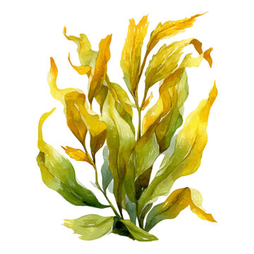 Watercolor vector illustration of Kelp, isolated on white background.