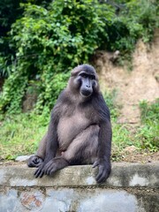 baboon sitting on the ground. Sulawesi black macaques (Macaca tonkeana), endemic to Sulawesi, Indonesia