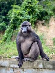 Sulawesi black macaques (Macaca tonkeana), endemic to Sulawesi, Indonesia.