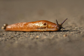 Close-up of the brick-red, dirty orange or brown Spanish slug (Arion vulgaris or Arion lusitanicus) on the ground in summer.