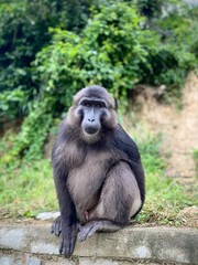 Sulawesi black macaques (Macaca tonkeana), endemic to Sulawesi, Indonesia