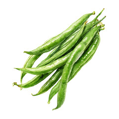 Green Beans in watercolor style, vector illustration, isolated on white background.