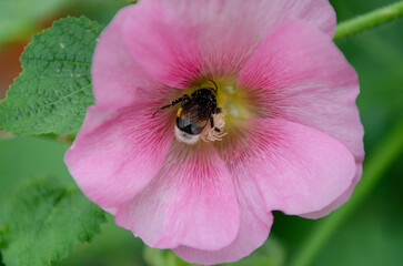 bumblebee on pink flower