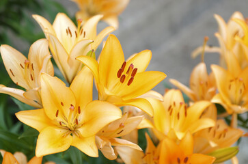 yellow flowers in the garden