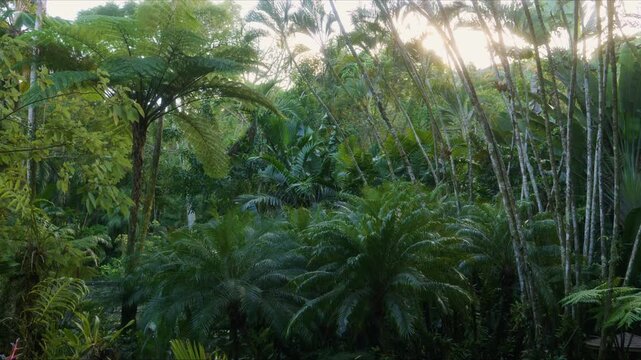greenery of a Hawaiian botanical garden with this stunning footage. Featuring an abundance of lush ferns, towering palm trees, and diverse tropical flora, this video captures the serene and exotic bea