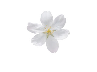 Obraz premium Isolated White Cherry Blossom Flower - Springtime Beauty