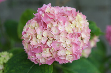 close up of pink hydrangea flowers