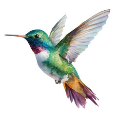 Hummingbird, watercolor painting, vector illustration, isolated on a white background. © Andrews