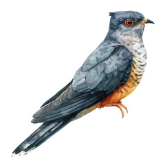 Cuckoo, watercolor painting, vector illustration, isolated on a white background.