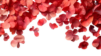 Cascading Coral Hydrangea Petals Frame with Airy Elegance for Design Projects and Artistic Compositions