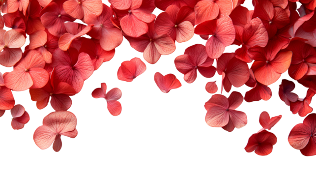 Cascading Coral Hydrangea Petals Frame with Airy Elegance for Design Projects and Artistic Compositions