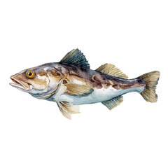 Fototapeta premium Haddock, watercolor painting, vector illustration, isolated on a white background.