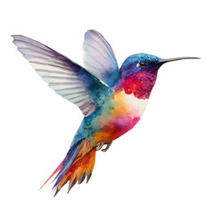 Hummingbird, watercolor painting, vector illustration, isolated on a white background.