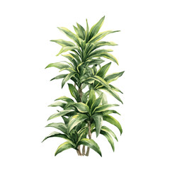A watercolor painting of Dracaena, vector illustration on white background.
