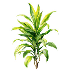 Watercolor vector illustration of Dracaena, isolated on white background.