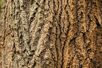 Kora drzewa w lesie / Tree bark in the forest