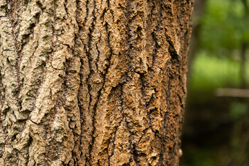 Kora drzewa w lesie / Tree bark in the forest © mydayphoto