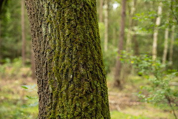 Kora drzewa w lesie / Tree bark in the forest © mydayphoto