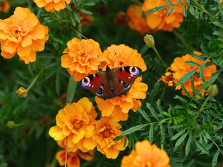 A peacock butterfly (aglais io) sitting on a marigold flower. Close up.