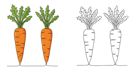 Colorful and outline illustrations depicting fresh carrots with green leafy tops