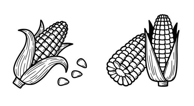 Detailed black and white illustration of corn cobs and scattered kernels