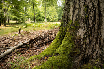 Pień drzewa z mchem w lesie / Tree trunk with moss in the forest © mydayphoto