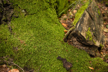 Pień drzewa z mchem w lesie / Tree trunk with moss in the forest © mydayphoto