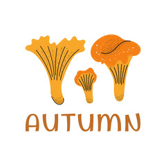 Autumn. Chanterelle mushrooms. Stylized autumn mushrooms.