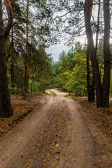 Serene dirt path winding through a tranquil forest