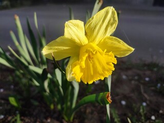 Blooming narcissus flower on sunny spring day. Varietal flower of narcissus variety Dick Wilden. Many yellow petals collected in inflorescence on green stem with leaves growing in flower bed.