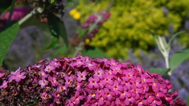 Butterfly Green-veined white, Pieris napi on pink flowers of Buddleja davidii, Summer lilac and in flight on sunny weather - close-up, slow motion. Topics: beauty of nature, macro, blooming, flowering