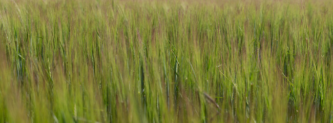 green grass background