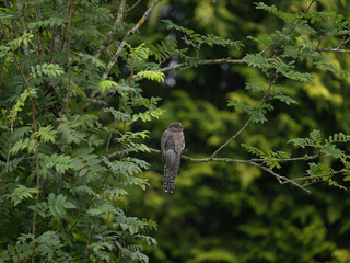 Cuckoo sitting on a branch of a tree and looking the the camera