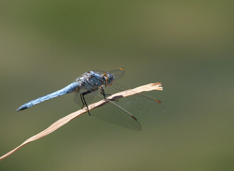 Southern skimmer from the family Libellulidae. Orthetrum brunneum.