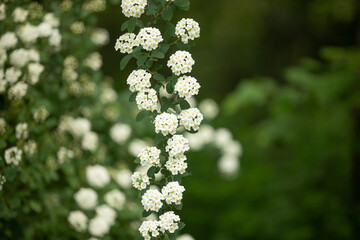 Białe kwiaty tawuły w ogrodzie / White spirea flowers in the garden © mydayphoto