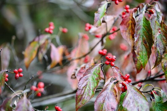 Red berries and Autumn foliage of the native American dogwood tree Cornus florida